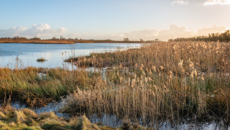 Nationalpark De Biesbosch