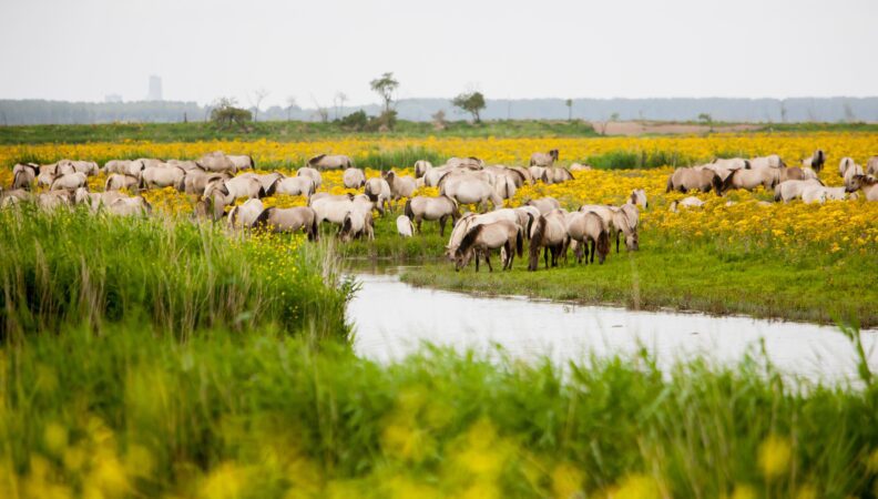 Oostvaardersplassen Flevoland