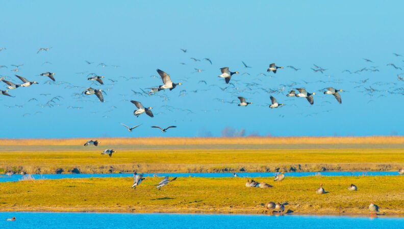 Oostvaardersplassen