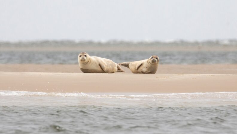 Razende Bol Texel