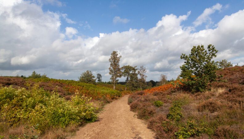 Nationalpark Sallandse Heuvelrug