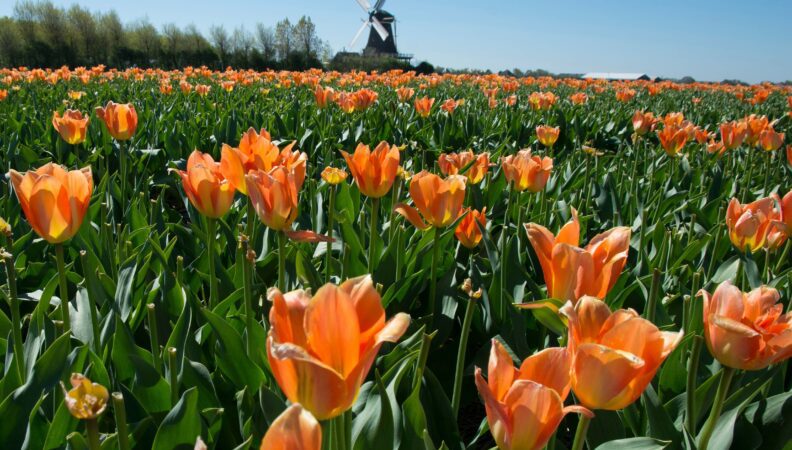 Orangene Tulpen in Callantsoog