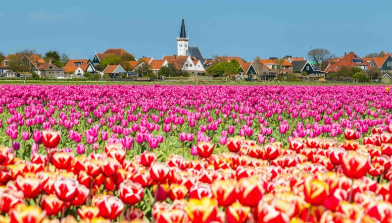 Tulpenfeld in den Hoorn (Texel)