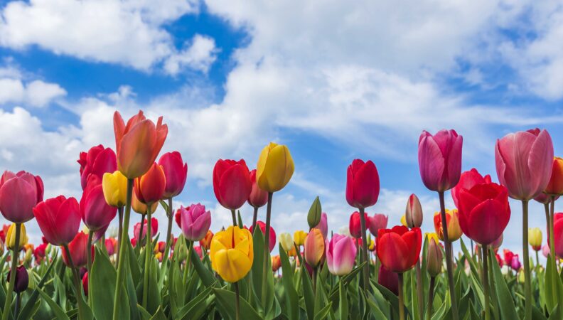 Tulpen in Yersekendam, Zeeland, Holland