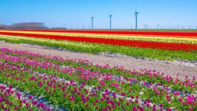 Ferienhaus in der Nähe der Tulpenfelder mieten