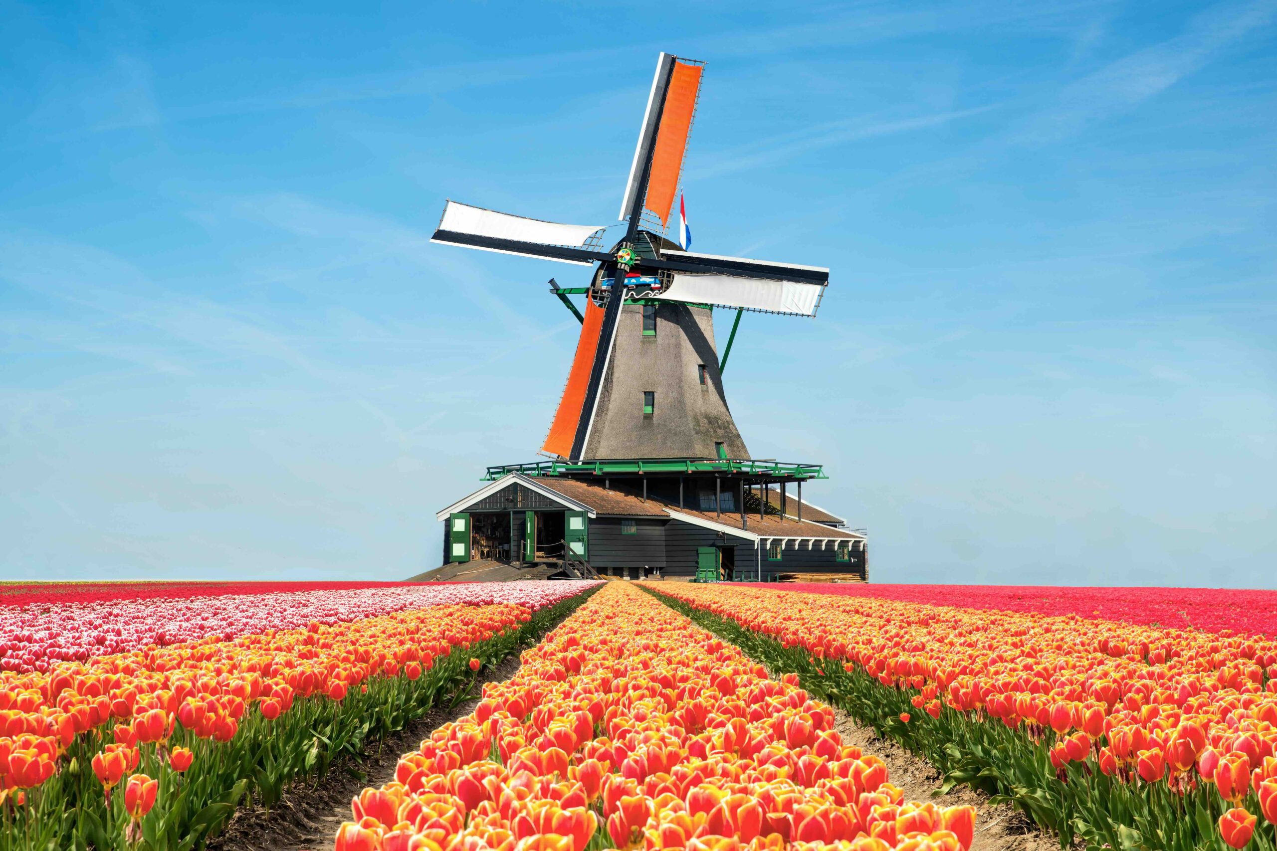 Tulpenfelder & Tulpenblüte in Holland: wo, wann + Tipps!