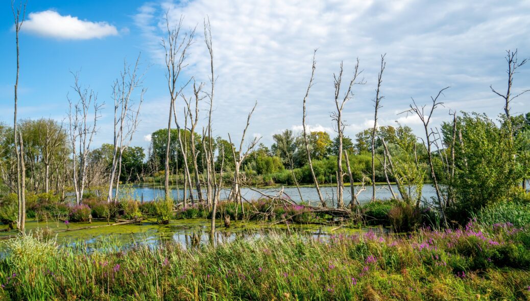 Biesbosch National Park