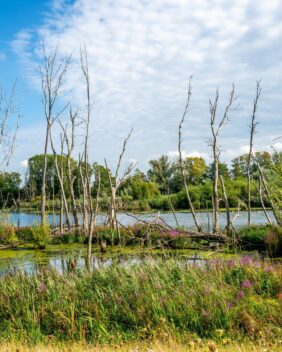 Biesbosch National Park