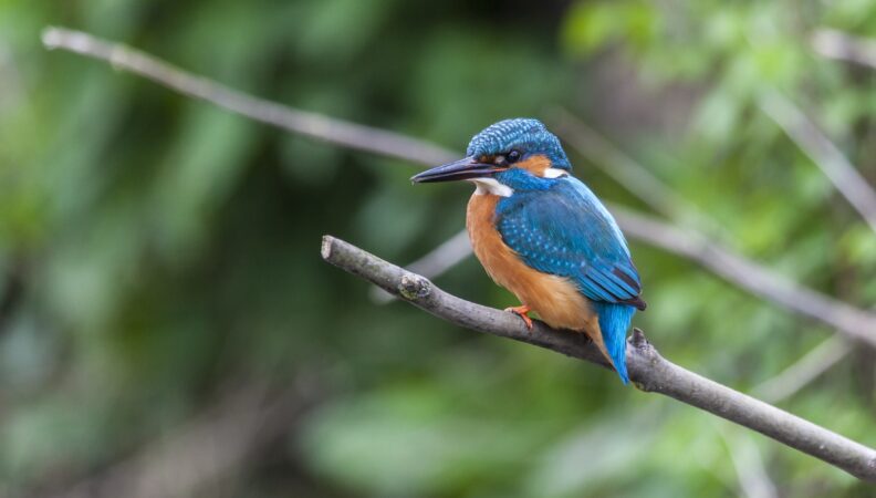 Eisvogel auf einem Zweig im Biesbosch