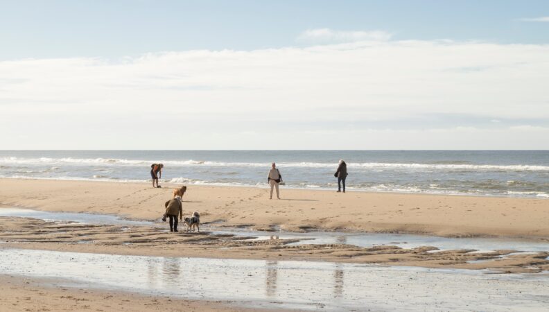 Hund Strand Texel De Koog