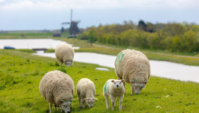 Schafe auf Texel