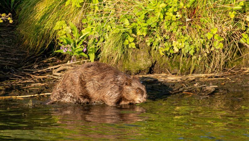 Biber im Nationalpark De Biesbosch