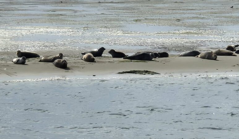 Robben in Colijnsplaat