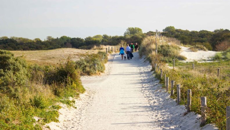 Dünenlandschaft Renesse