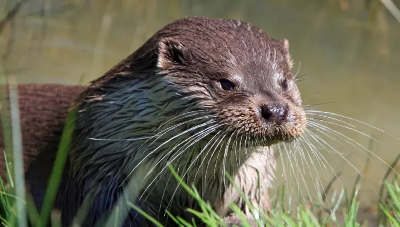 Otter Weerribben Credits: visitweerribbenwieden