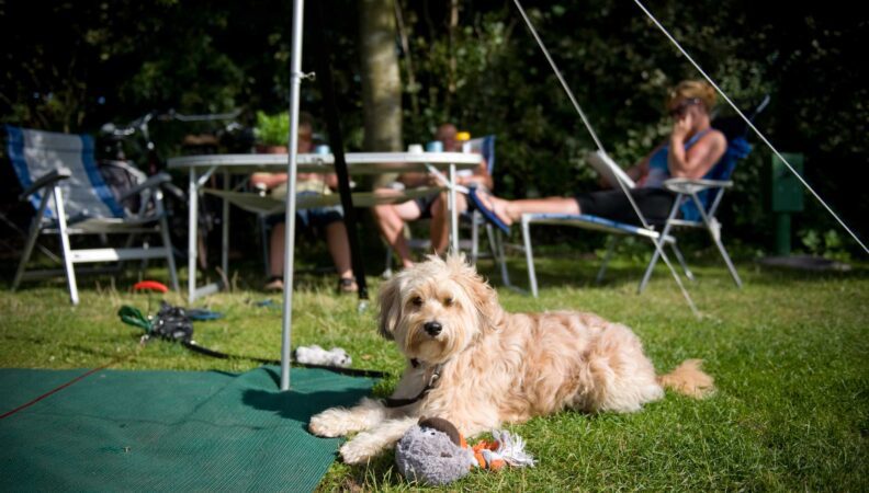 Comfortplaats Molecaten Park Wijde Blick mit Hund